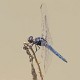 Crocothemis nigrifrons male-221086